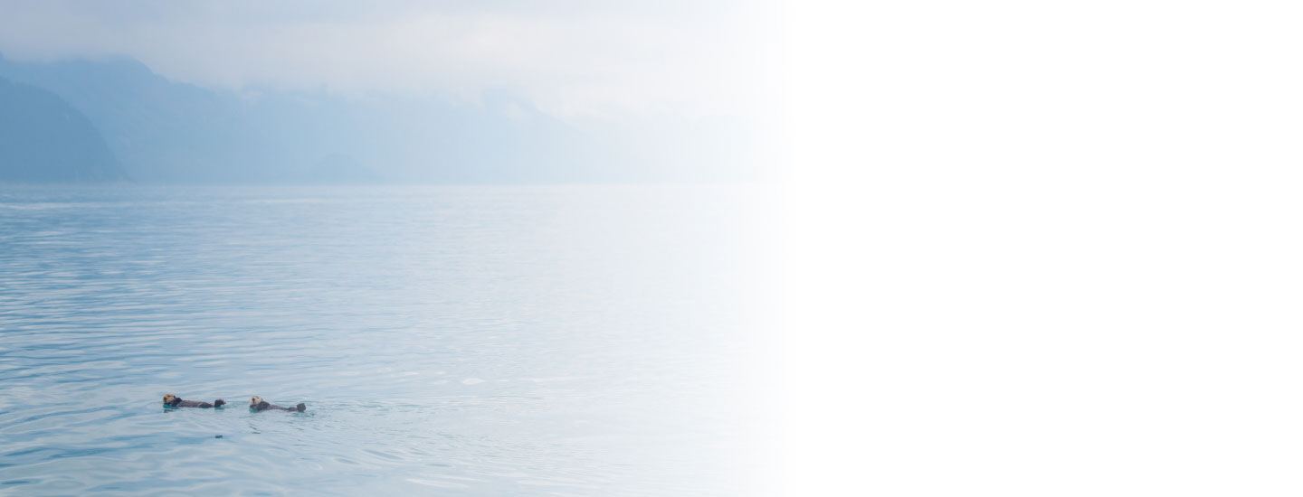 Sea otters swimming in Alaskan ocean waters.